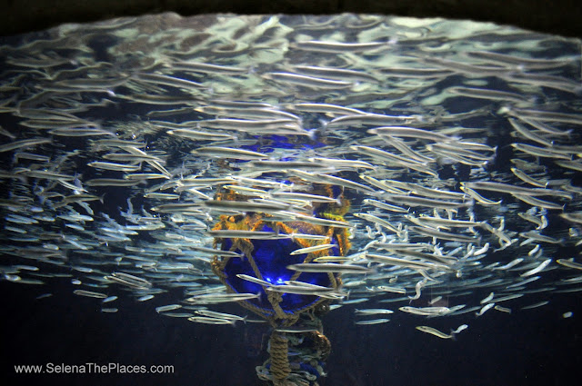 Sea Life London Aquarium