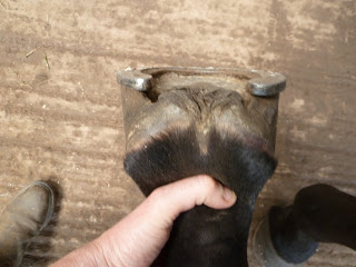 Horse_Riding_Club_Stable_Buzz