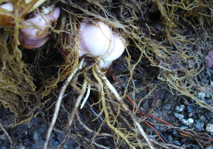 B&D Lilies Garden Blog Shipping, Stem Roots & Potted Lily Bulbs
