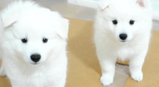 品種別に犬動画を探すブログ なんかうれしそうな純白の子犬達動画 アメリカン エスキモー ドッグ 英 品種別に犬動画を探すブログ なんかうれしそうな純白の子犬達動画 アメリカン エスキモー ドッグ 英