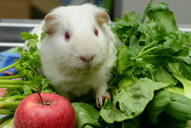 guinea pig vegetables cavy diet