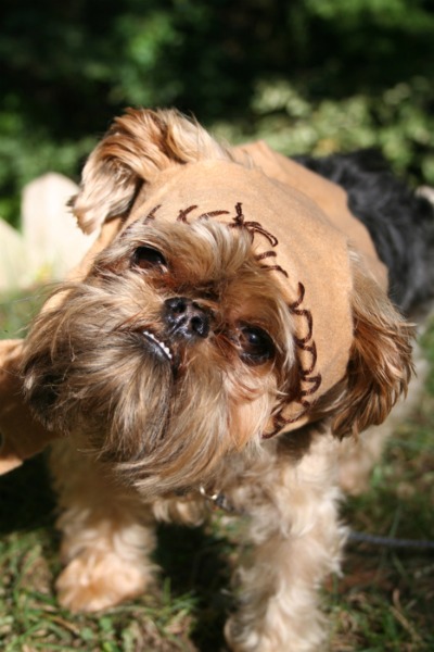 Ewok Looking Dog