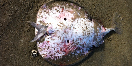 electric ray chokes on a snapper fish