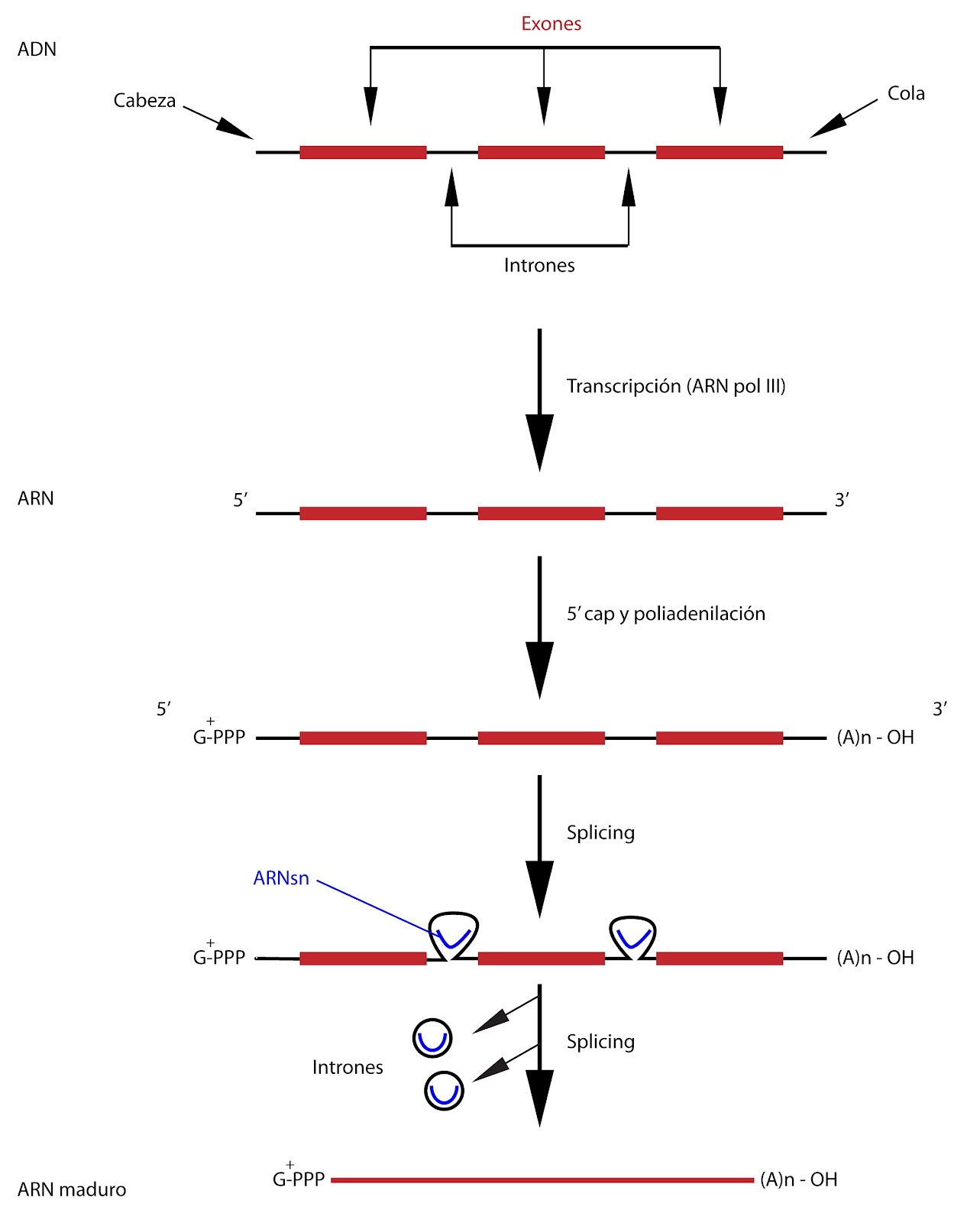 el moderno prometeo Formación de ARN mensajero (ARNm)