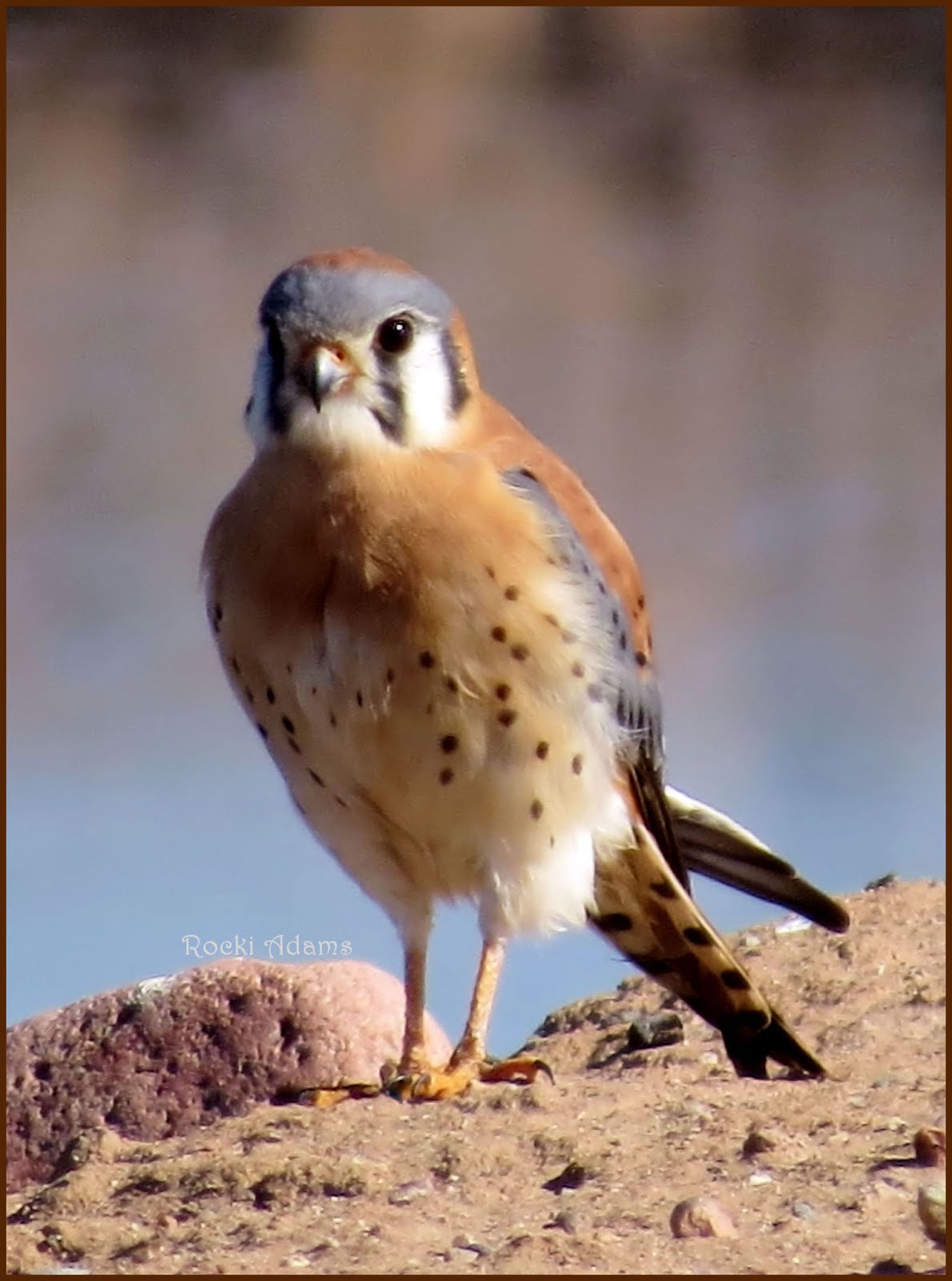 American Kestrel