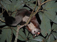 Periyar Wildlife Sanctuary