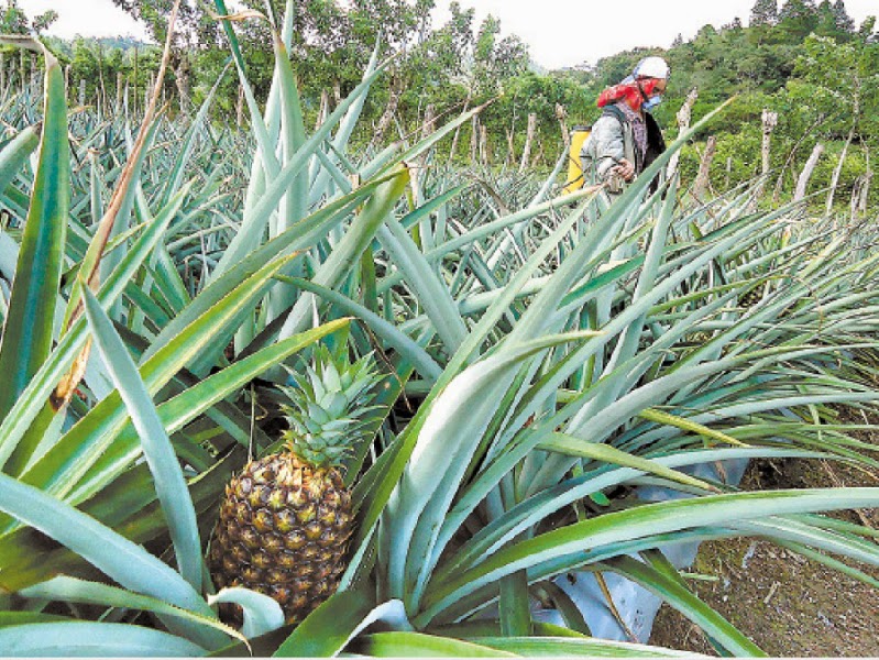 La Piña Tropical: Control de Malezas en el Cultivo de Piña Tropical