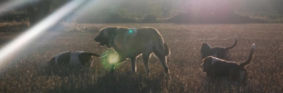 BASSET HOUND DEL CORRAL DE LA TEJA