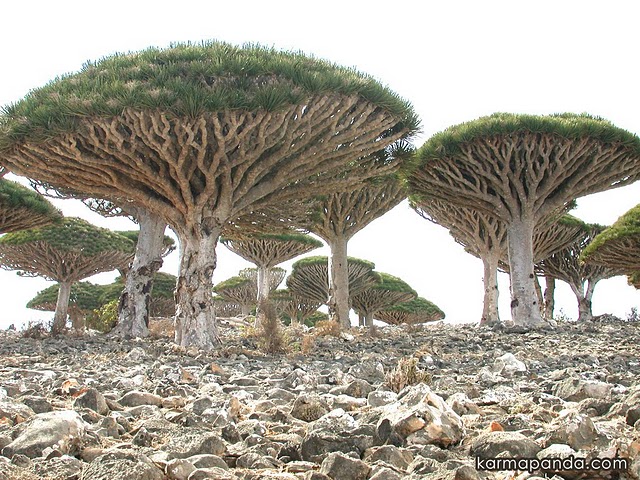 صور مدهشه وغريبه Socotra+Island%252C+Yemen