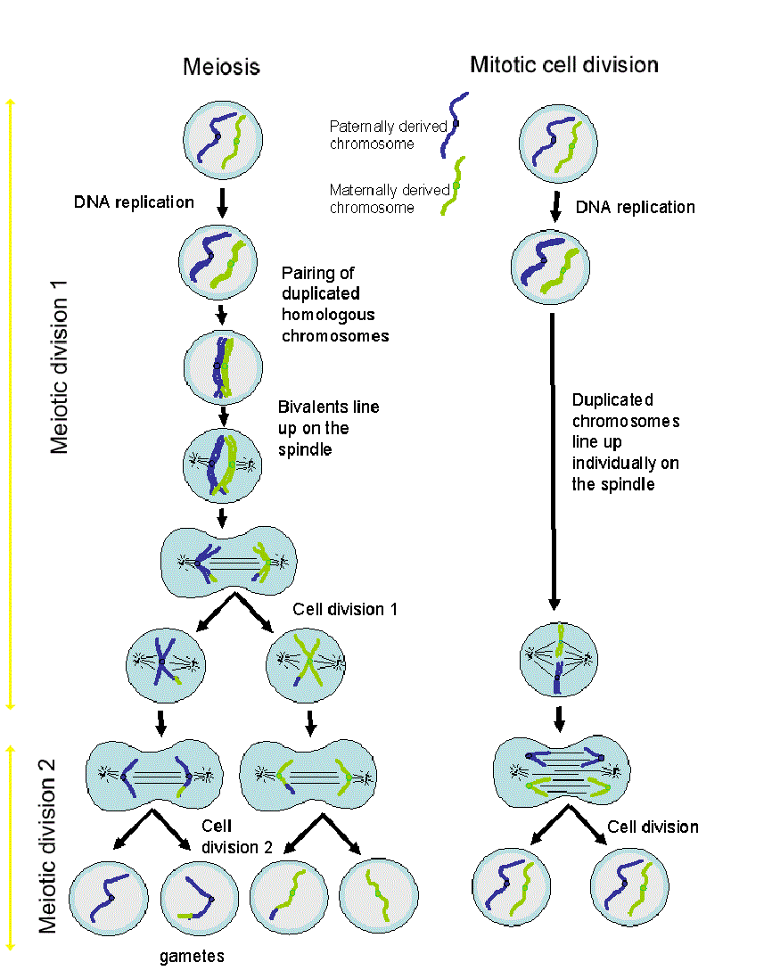 diagram division cell division diagram anatomy picture reference and diagram division cell division diagram anatomy picture reference and