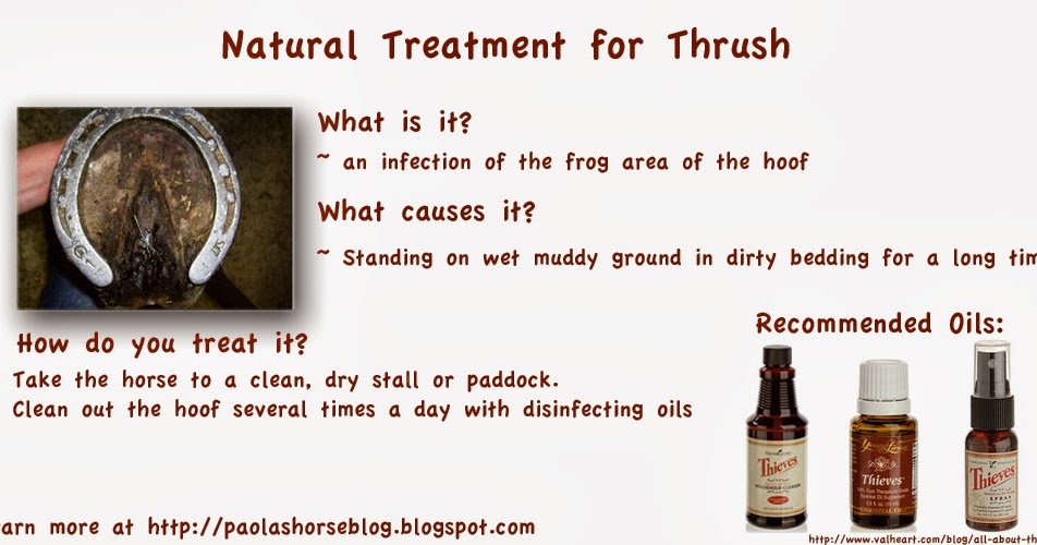 The Aspiring Equestrian Natural Treatments for Thrush