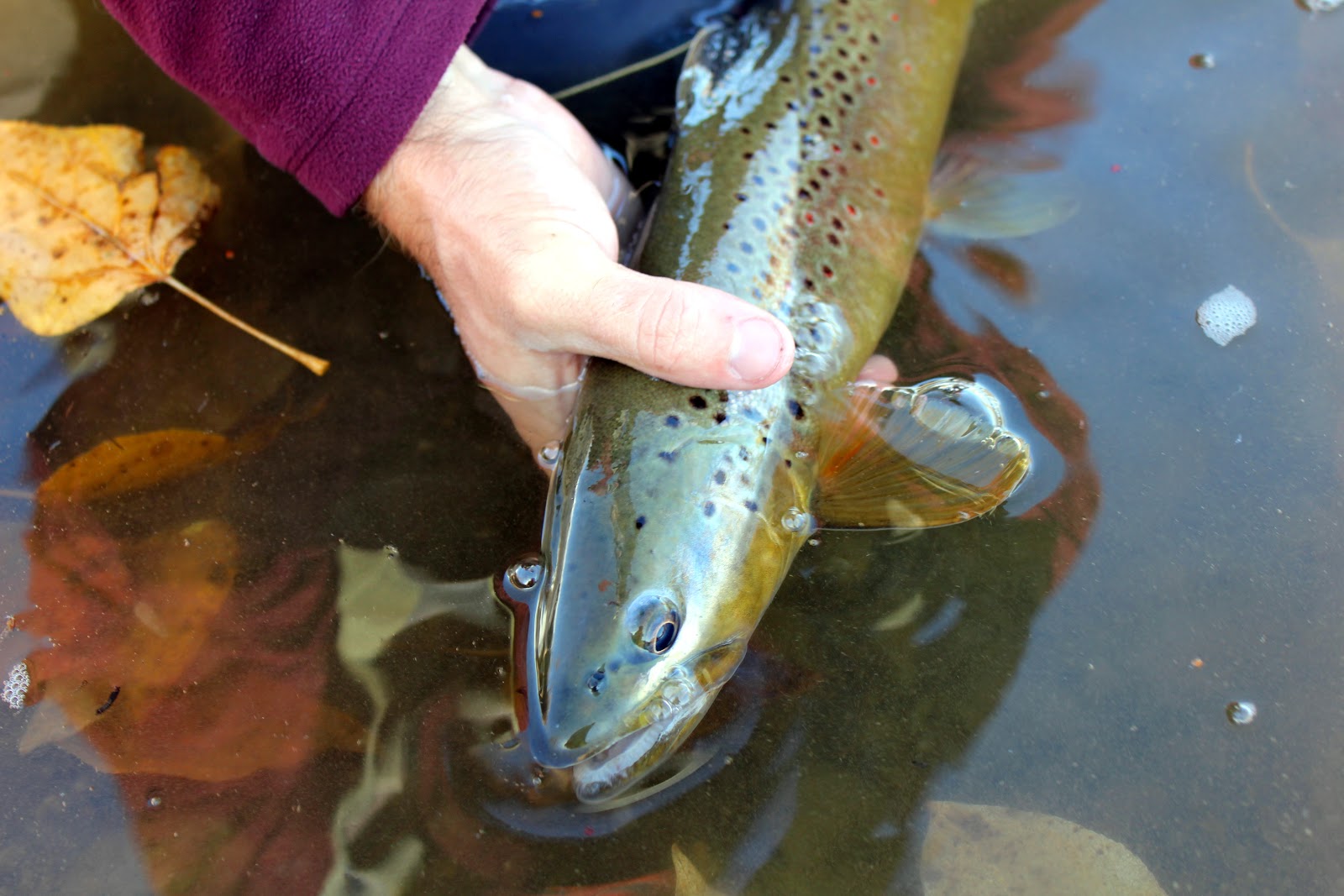Brown trout release