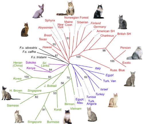 Cat Personality Chart