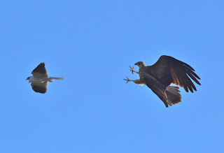 Falcon is folowing Pigeon