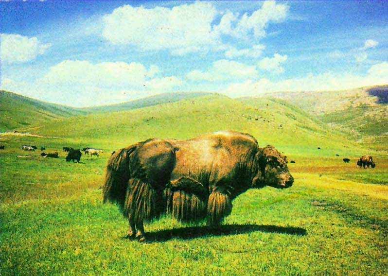 Yak