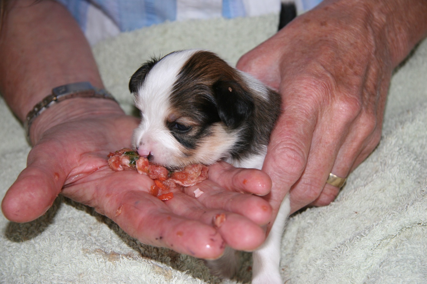 real puppies s real food real puppies s real food