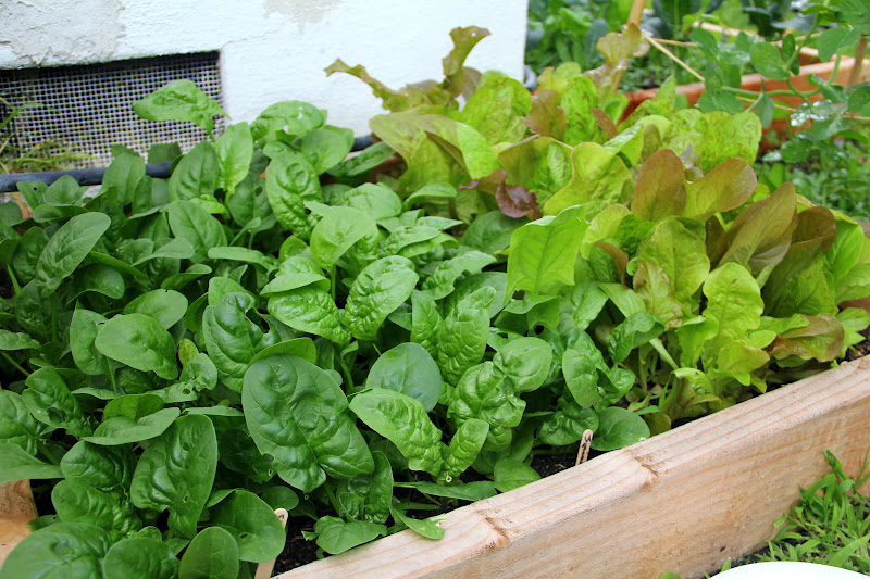More Fun With An Apron Growing Lettuce and Spinach