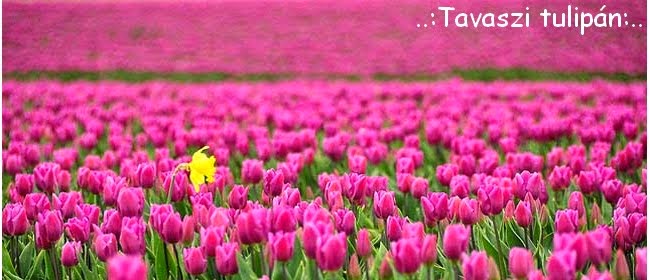 Tavaszi tulipán