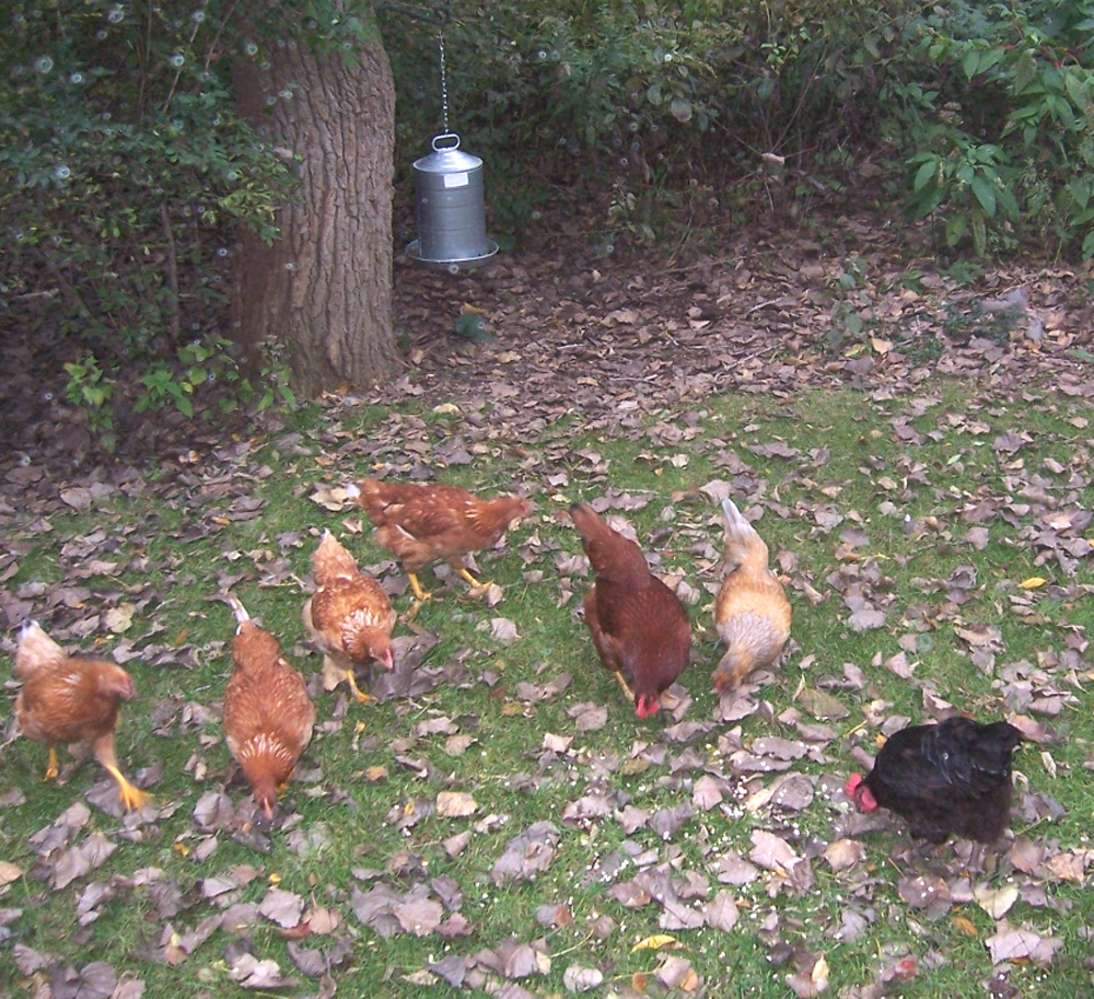how to raise backyard chickens modern farming methods how to raise backyard chickens modern farming methods