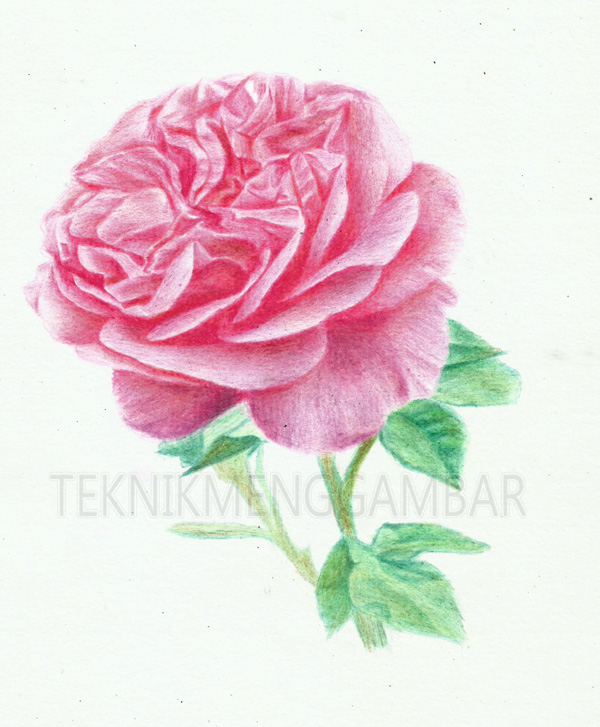 Menggambar Bunga Mawar Dengan Pensil Warna