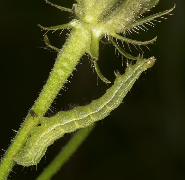 Unidentified caterpillar on the stem of Hawkweed Oxtongue, Picris hieracioides. Orpington Field Club outing to Downe on 25 August 2012. Unidentified caterpillar on the stem of Hawkweed Oxtongue, Picris hieracioides. Orpington Field Club outing to Downe on 25 August 2012.