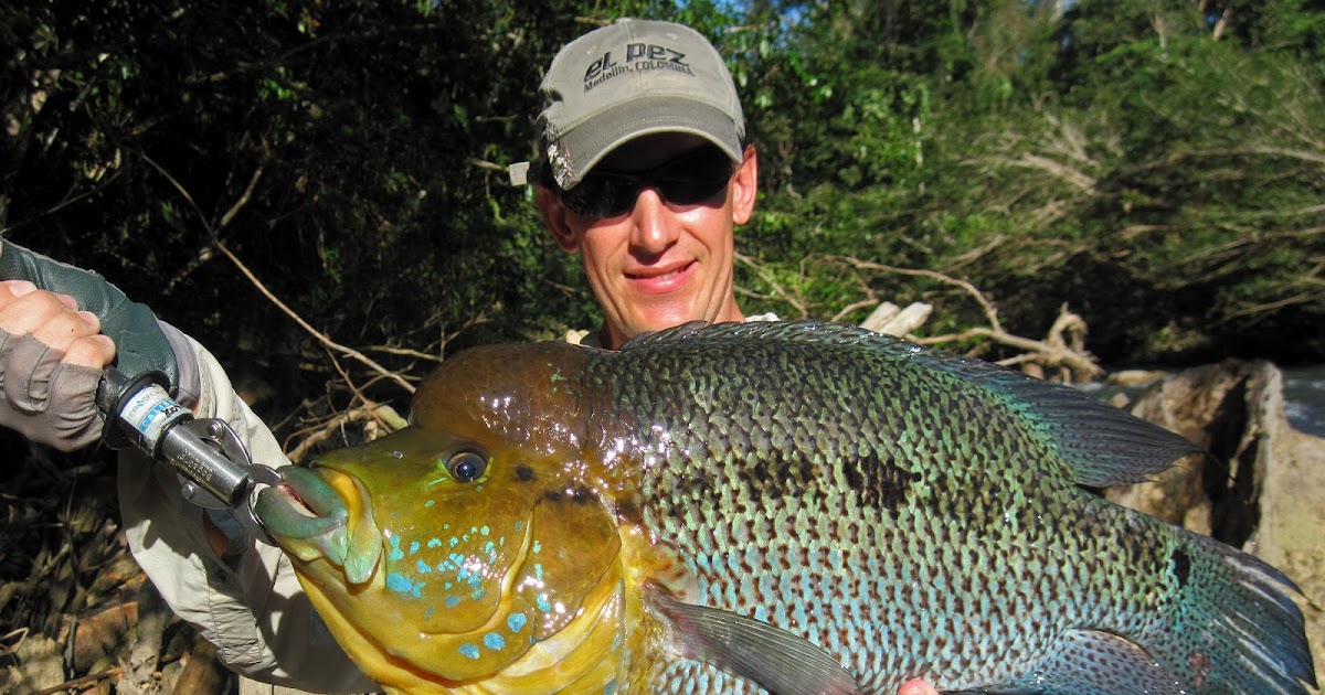 Big Fishes of the World: CICHLID TURQUOISE (Caquetaia umbrifera)