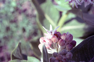 showy milkweed, Asclepias speciosa showy milkweed, Asclepias speciosa