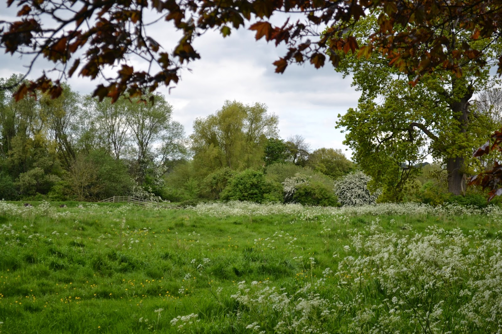 View from the trail along the river in Huntingdon, England