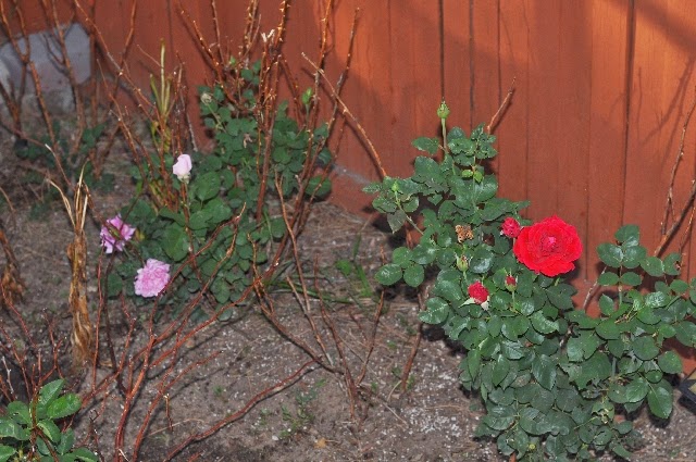 roses coloradoviews.filminspector.com