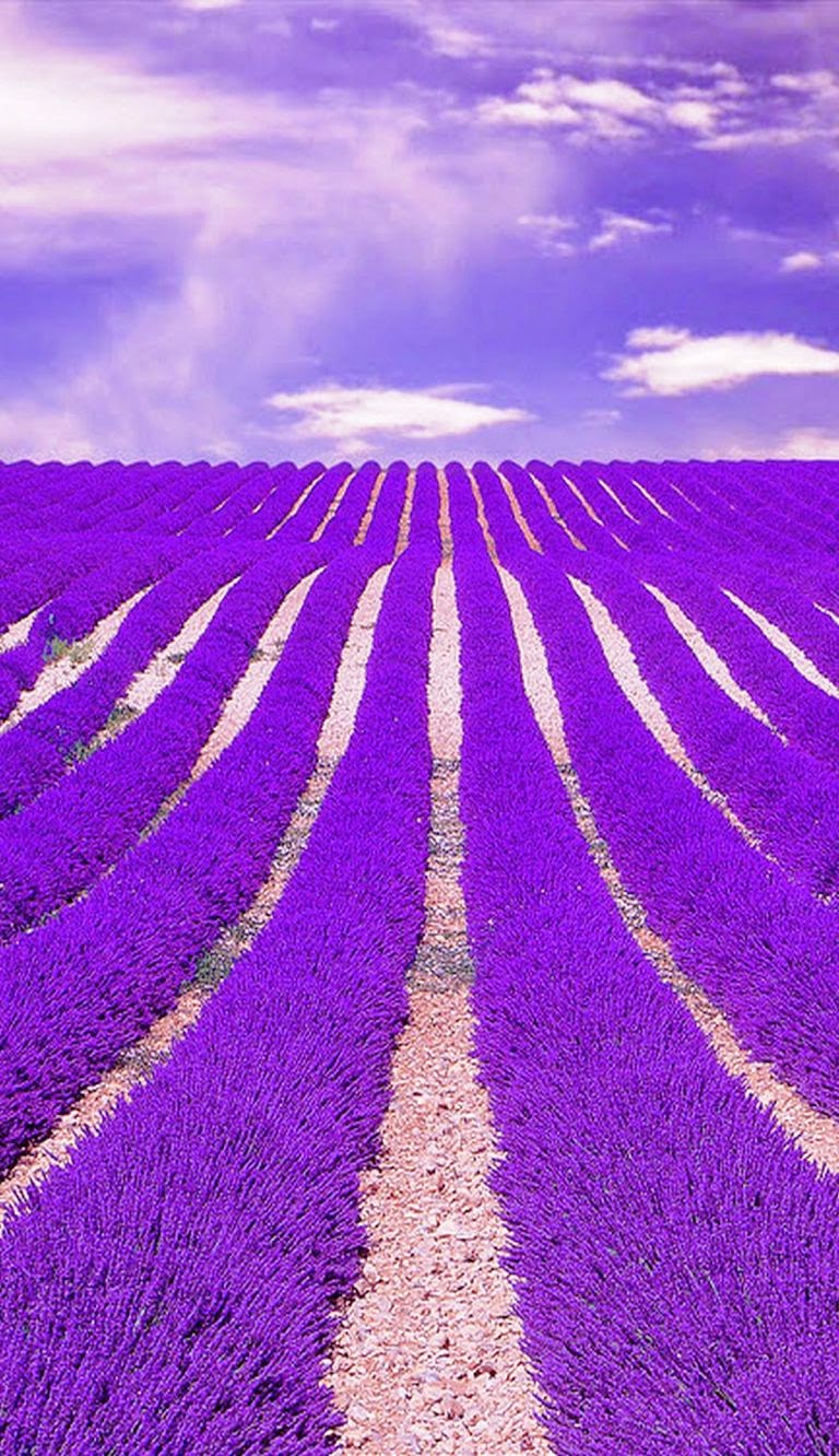 Lavender Fields, France Lavender Fields, France