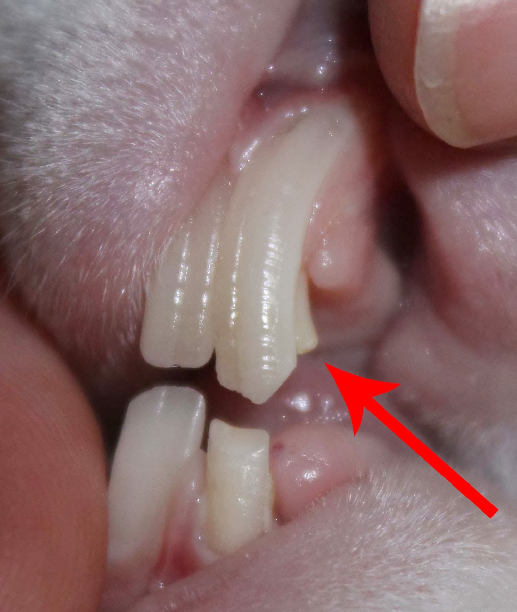 Hill Rise Rabbitry Evaluating Rabbit Health