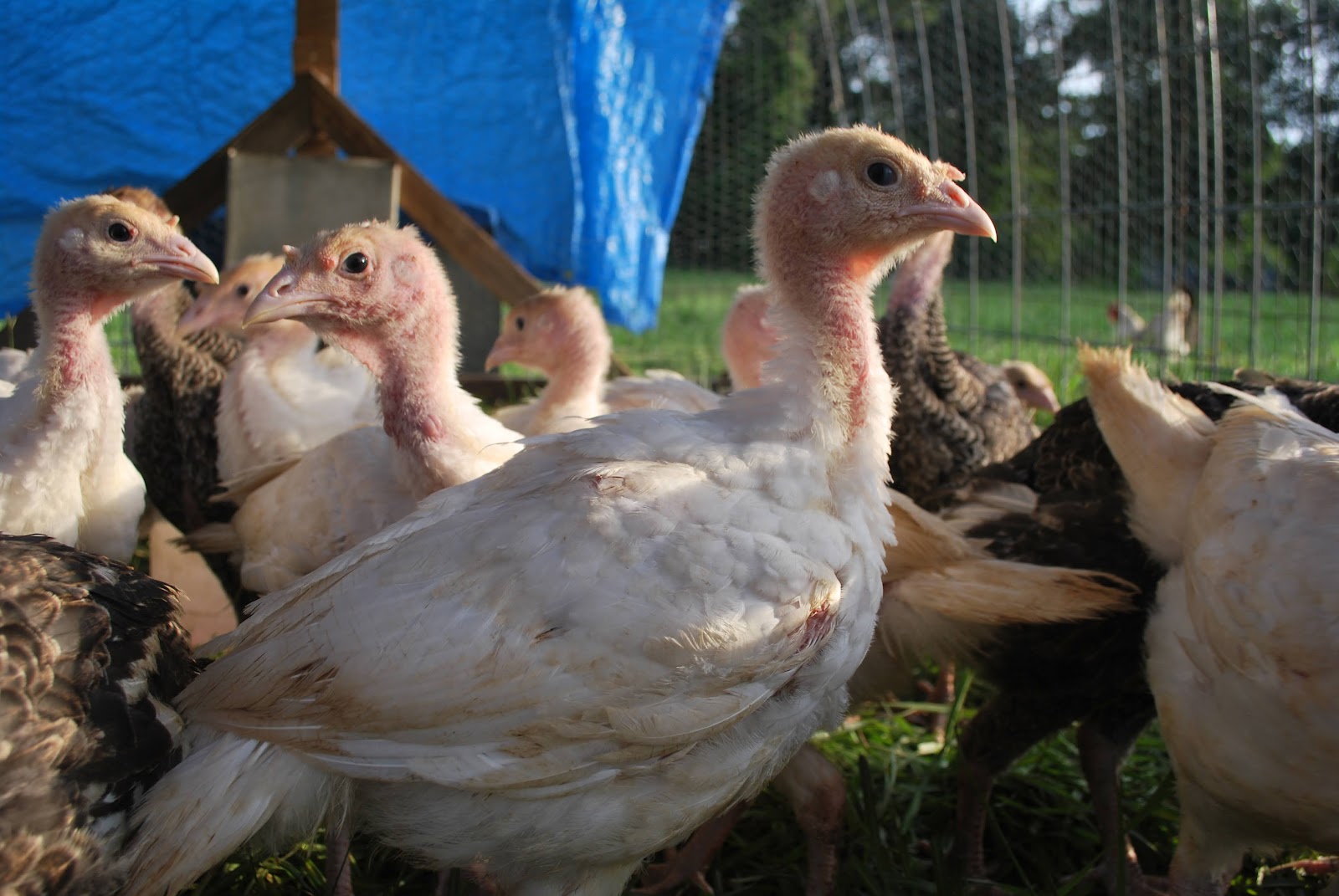 HighTail Farms Tractor Turkeys