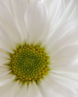 Daisy Central, copyright 2014, Stephanie Maatta Smith center of a daisy