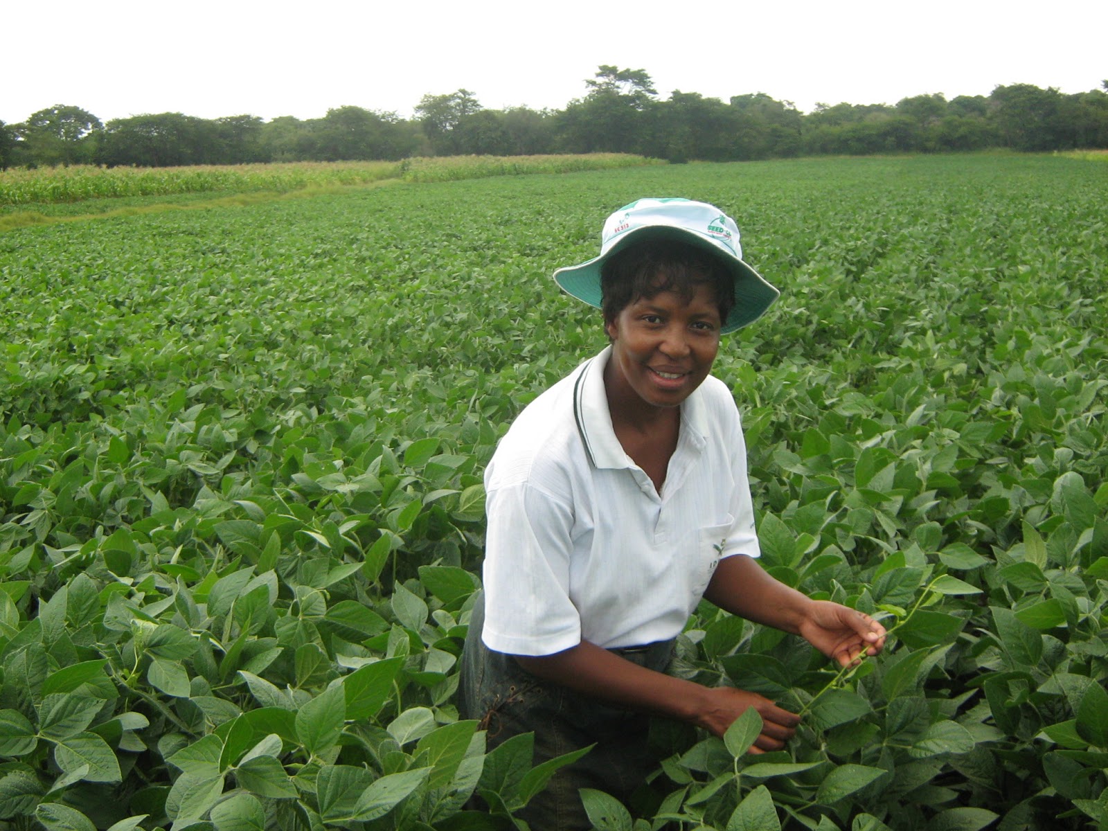 Small Scale Farming Masaisai Primary School learn soybean farming