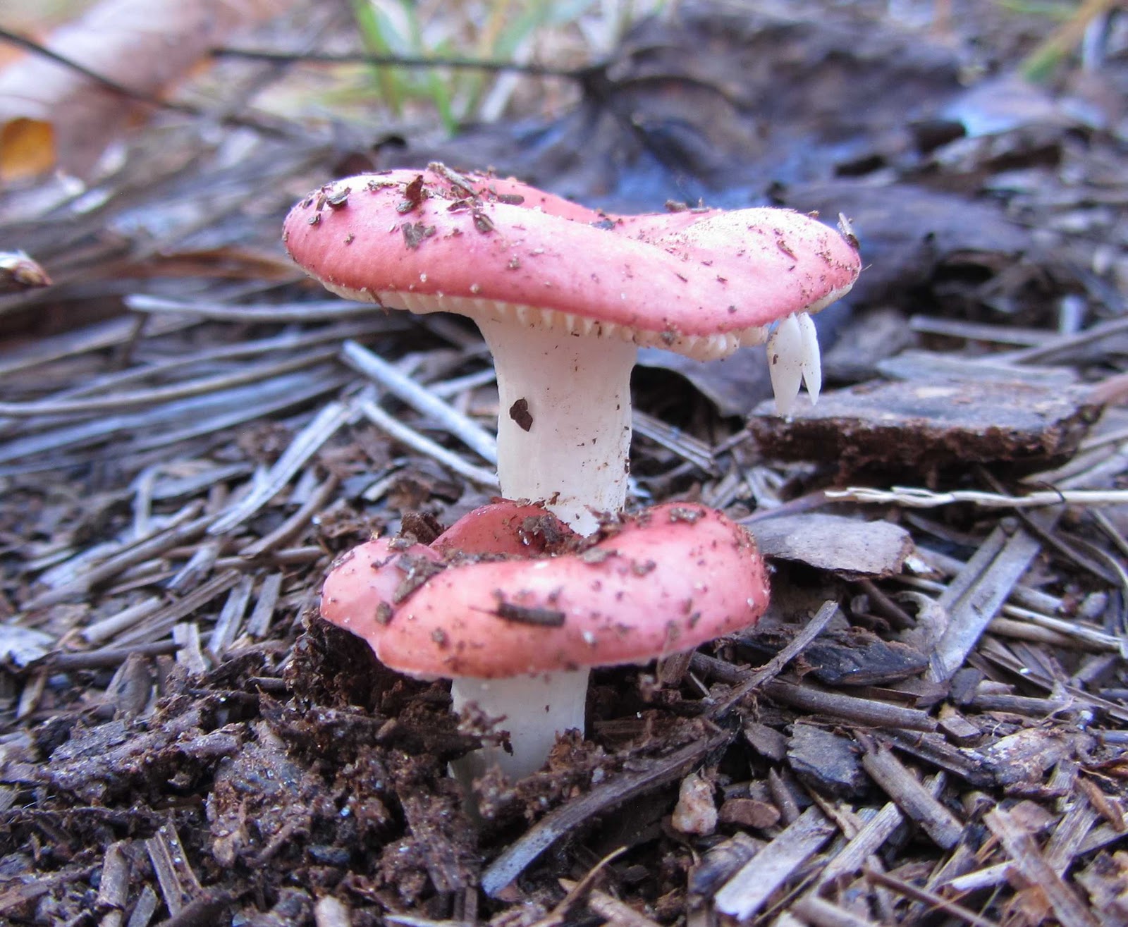 Using Native Plants The Magic of Mushrooms