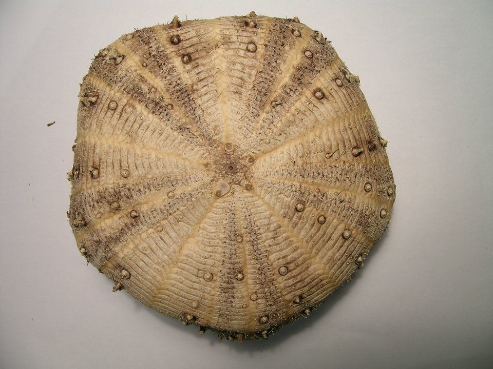 The Echinoblog New "Tam O Shanter" urchins (aka the Echinothurioids