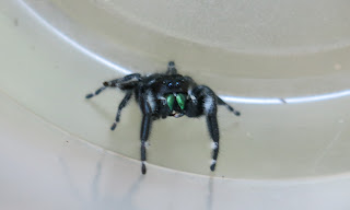 jumping spider, Monday, May 25, 2015, 4:56:53 PM