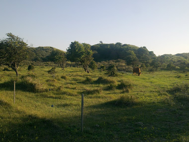 Ergens in de duinen