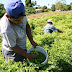 Economía/Aumenta confianza del productor en julio