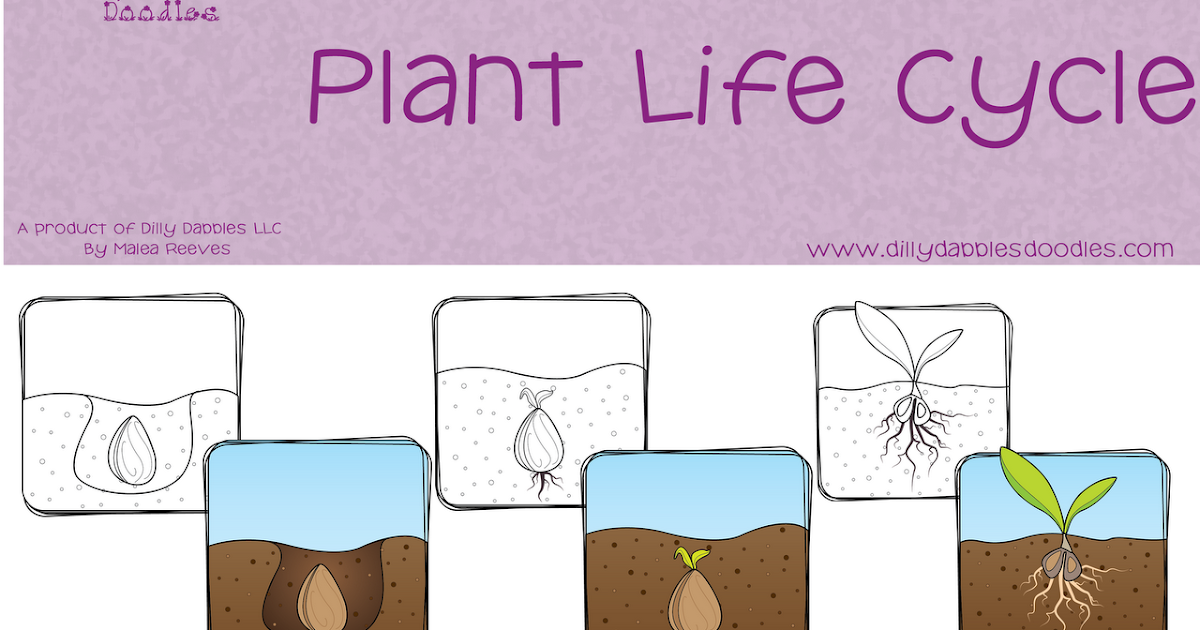 Classroom Freebies: Plant Life Cycle Freebie