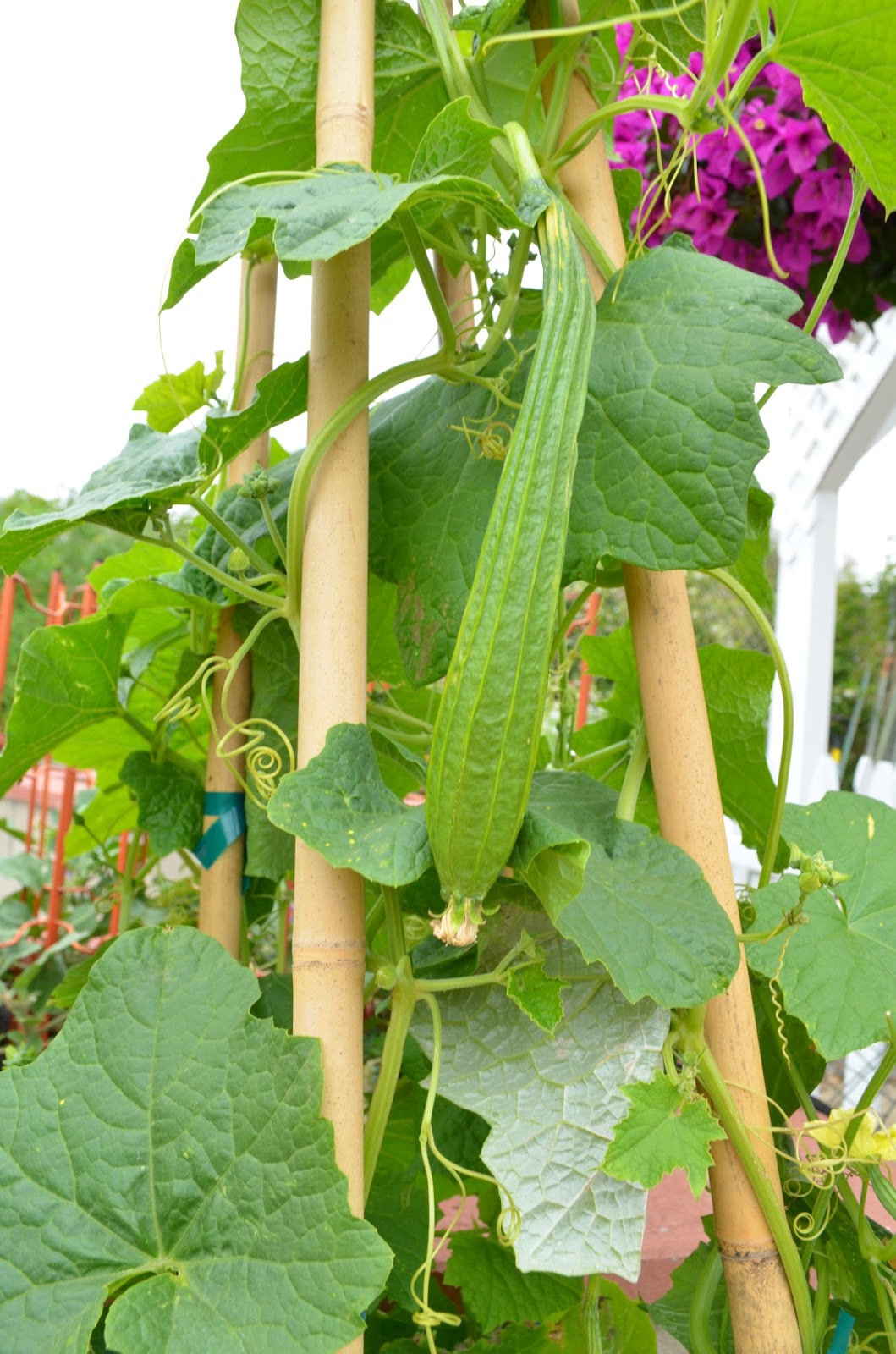 Entertaining From an Ethnic Indian Kitchen Kitchen garden tour