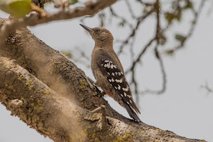 Arabian Woodpecker (Dendrocopos dorae)