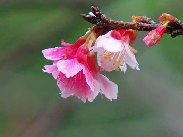 cherry blossoms, pink and white, flower, bud, stem