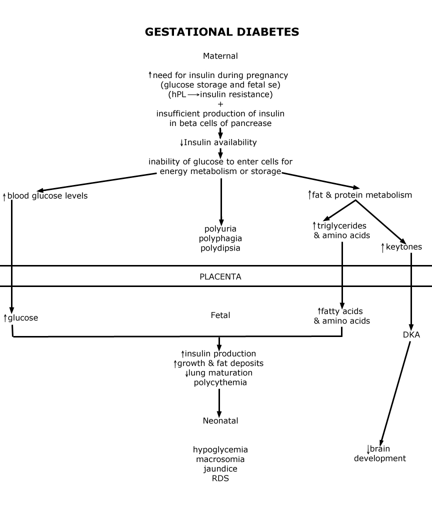 Gestational Diabetes - Pathophysiology