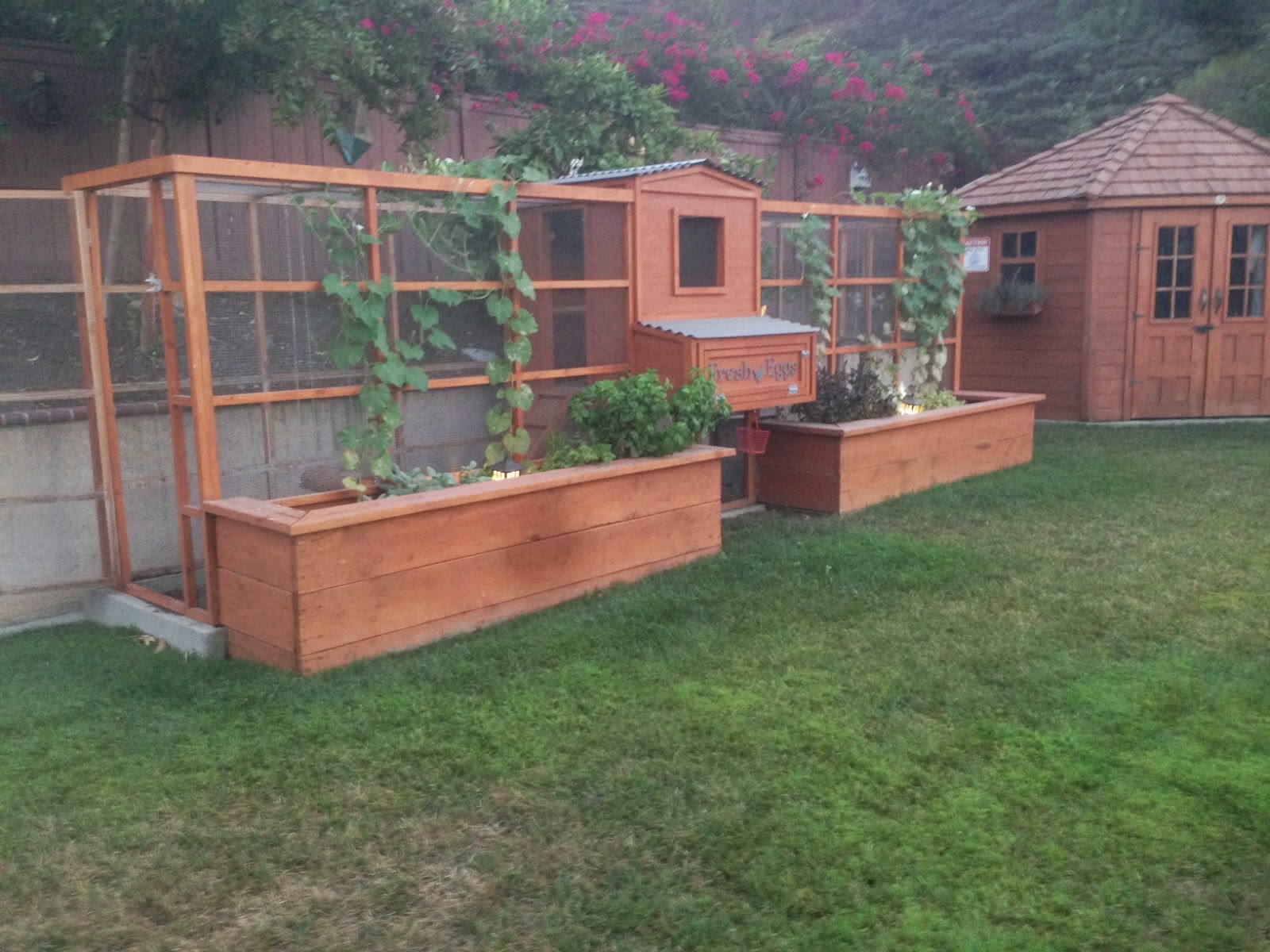 IB Crazy Coops Center of Attention Custom Backyard Chicken Coop