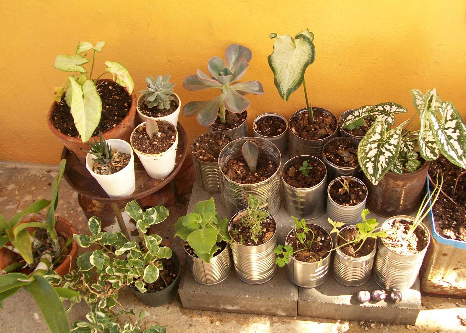 DiDa Design Studio DIYIndoor Tin Can Planter