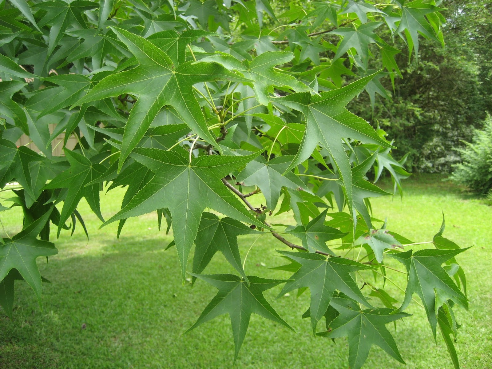 Discovering His Creation Sweet Gum Tree (Liquidambar styraciflua)