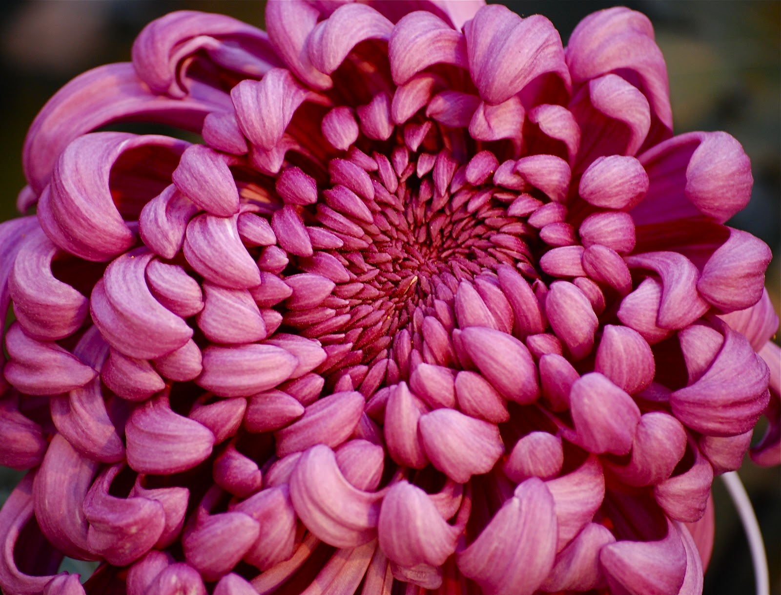 NYC ♥ NYC The Beauty of "Kiku" Japanese Chrysanthemums at the New