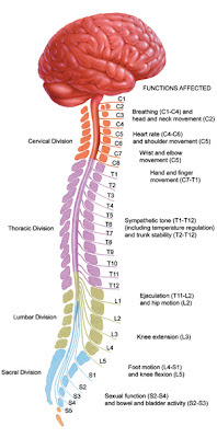 Diagram of the brain & spinal cord with corresponding body parts of impairment