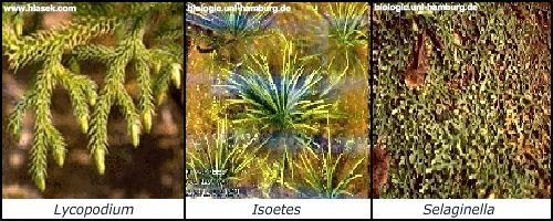 Kelas Psilophytinae Paku Purba